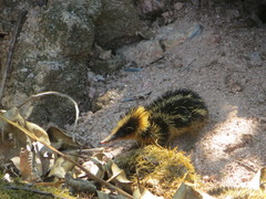 Hemicentetes semispinosus