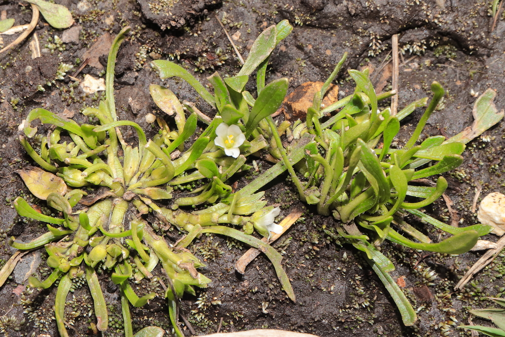 Calandrinia alba