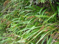 Machaerina sinclairii