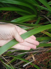 Machaerina sinclairii