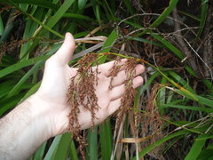 Machaerina sinclairii