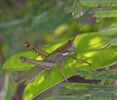 Coryacris angustipennis