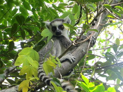 Lemur catta