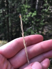 Elymus glaucus glaucus