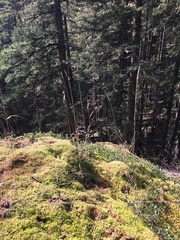 Elymus glaucus glaucus