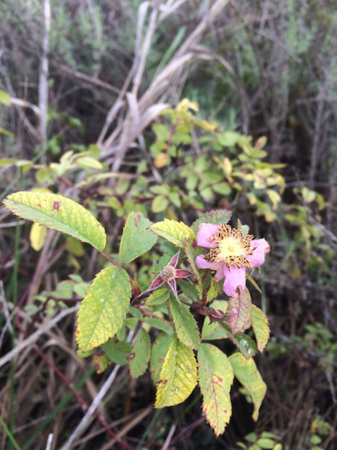 iNaturalist observation photo of California Wild Rose