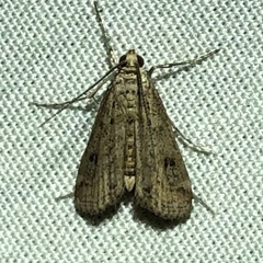 Parapoynx allionealis