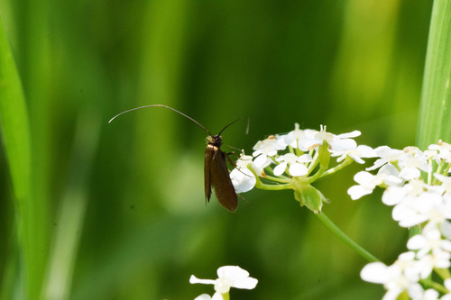 Cauchas rufimitrella