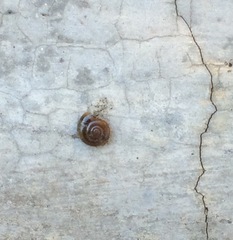 Zonitidae