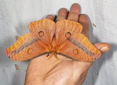 Opodiphthera loranthi