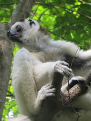 Propithecus verreauxi