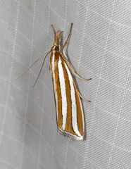 Hednota bivittella