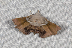 Esthlodora versicolor