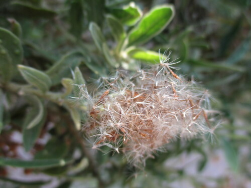 Image of Pluchea dioscoridis by no rights reserved