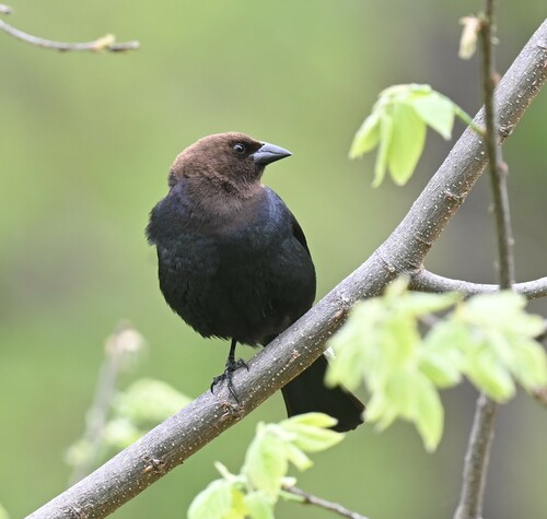 Brown-headed Cowbird photographed in Missouri