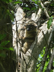 Lepilemur hubbardorum