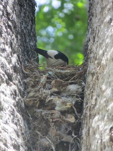 Hook-billed Vanga
