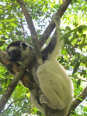 Propithecus verreauxi