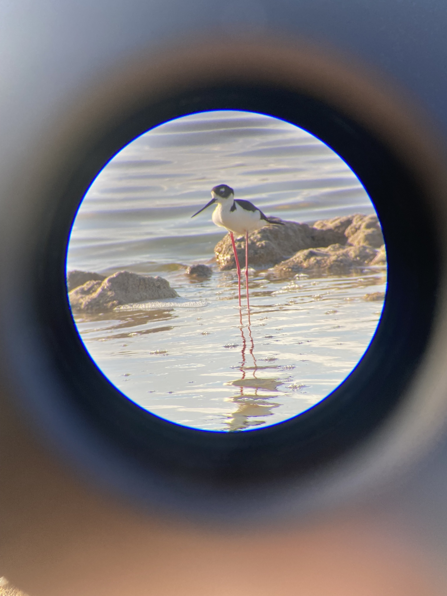 Black-necked Stilt