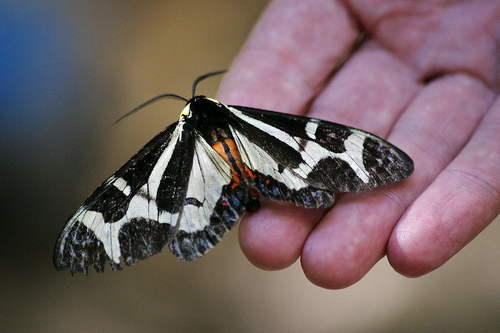 Northern Giant Flag Moth