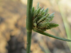 Cyperus laevigatus image