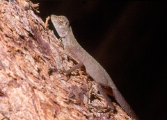Aphaniotis fusca