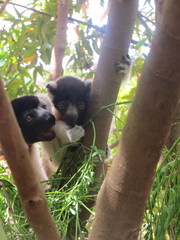 Propithecus coronatus