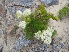 Anisotome lyallii