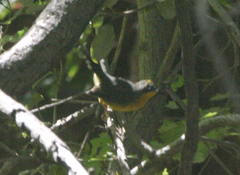 Basileuterus lachrymosus