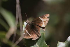 Thorybes cincta