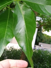 Crateva unilocularis