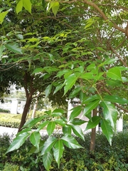 Crateva unilocularis