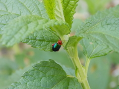 Kuschelina gibbitarsa