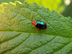 Kuschelina gibbitarsa