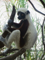 Propithecus coquereli