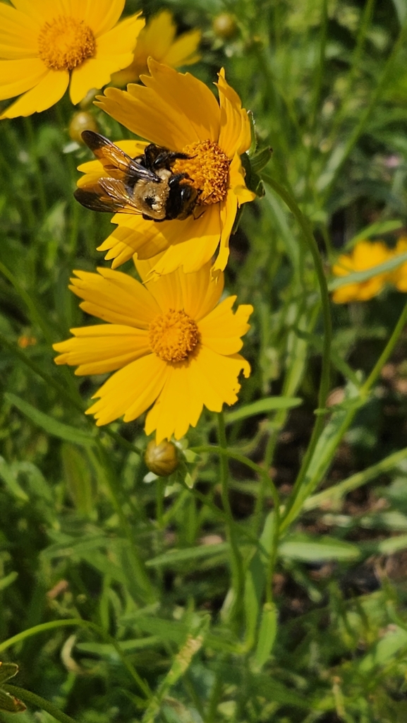 Eastern Carpenter Bee from Belknap, Louisville, KY 40205, USA on May 18
