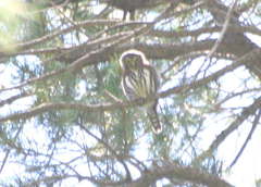 Glaucidium gnoma gnoma