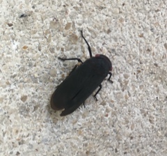 Acraephia perspicillata