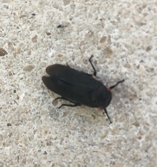 Acraephia perspicillata