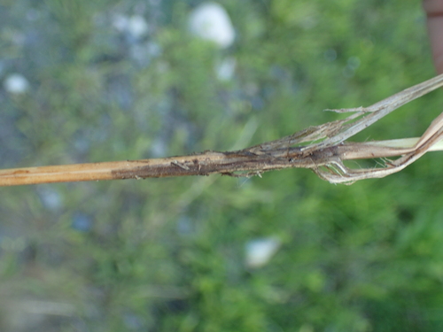 Image of Carex bullata by (c) John Baur, some rights reserved (CC BY)