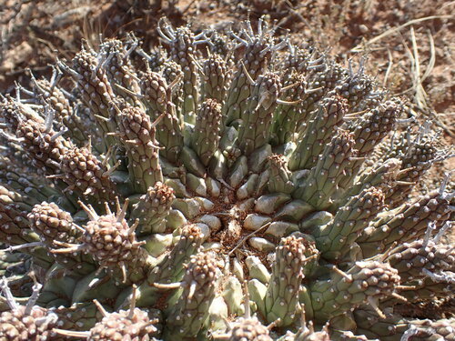 Euphorbia crassipes