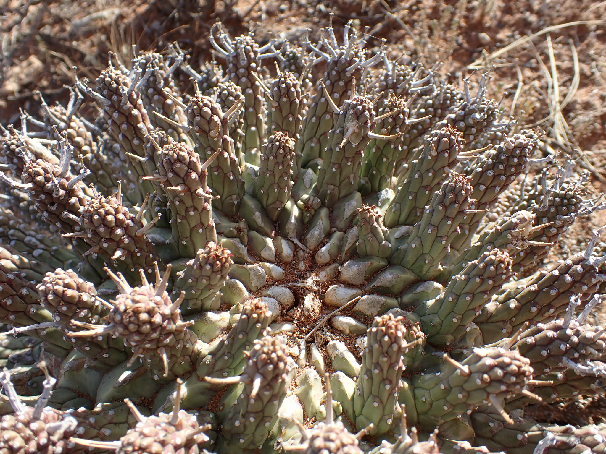 Euphorbia crassipes
