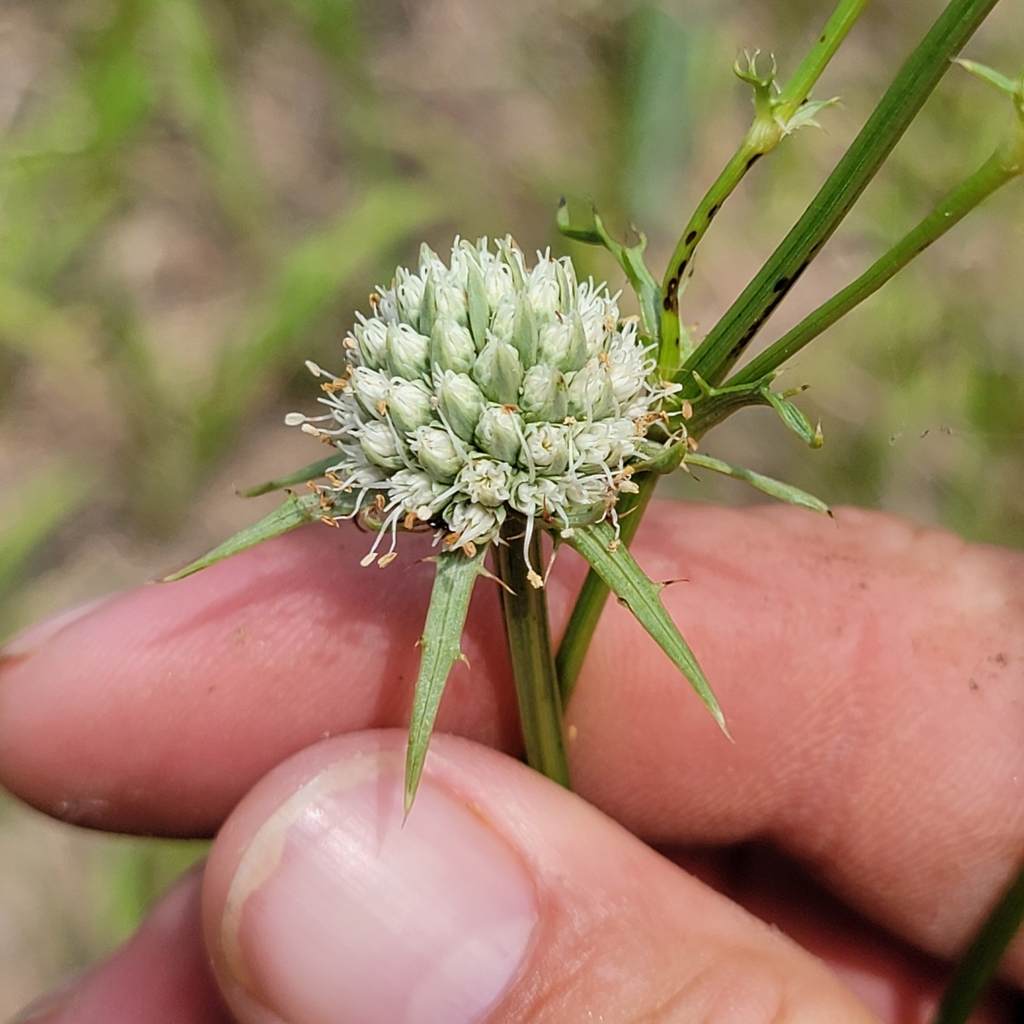 rattlesnake master from Freeport, FL, USA on May 18, 2023 at 1037 AM