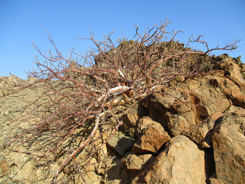 Commiphora kaokoensis, Kunene Region, Namibia