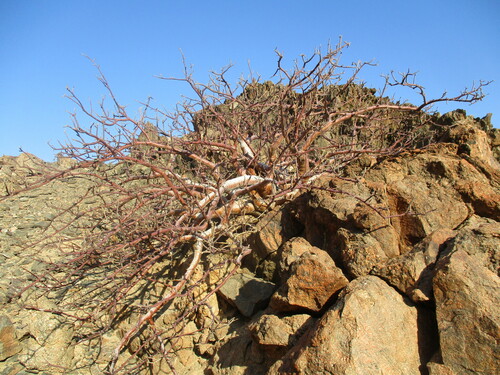 Kaoko Corkwood (Commiphora kaokoensis)