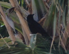 Corvus imparatus
