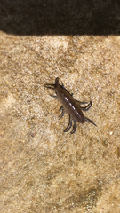 Arcitalitrus sylvaticus