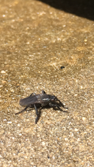 Coelopa
