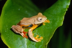 Twin-Spotted Tree Frog photo 5