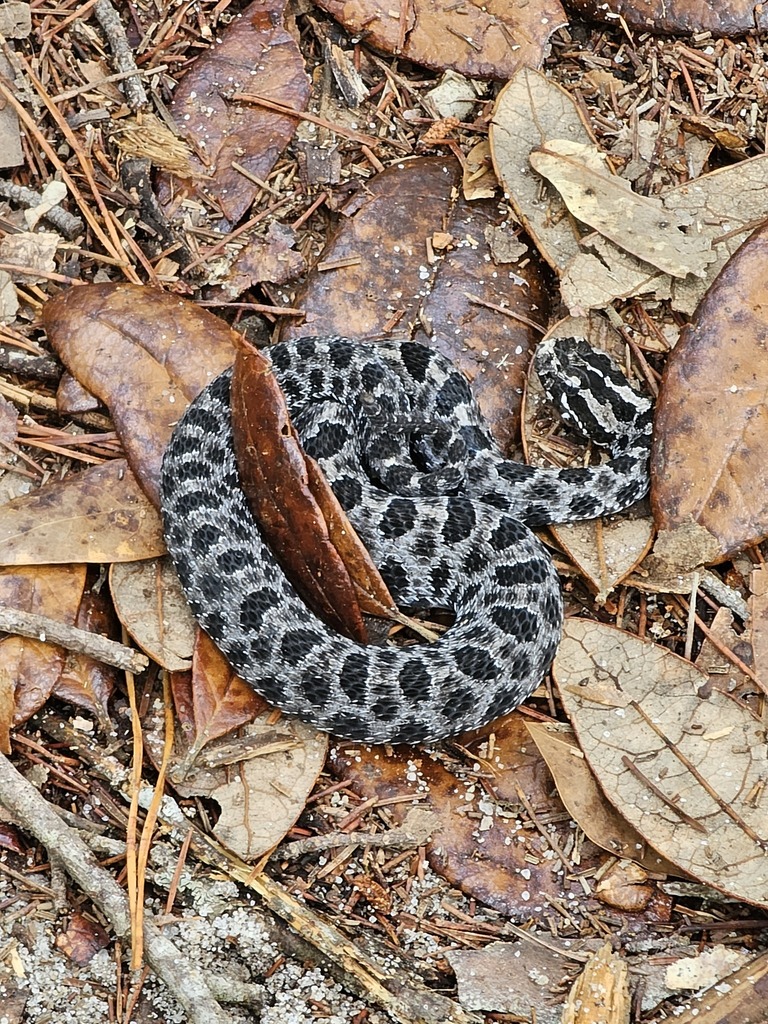 Dusky Pygmy Rattlesnake from Okaloosa County, FL, USA on May 18, 2023 ...